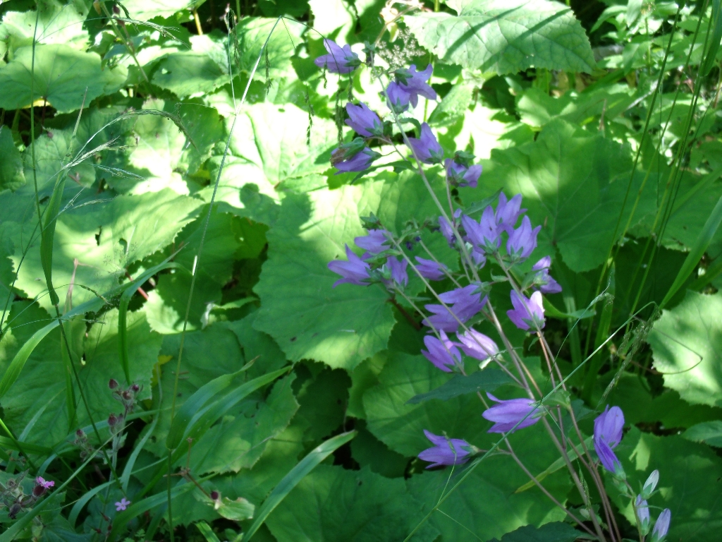 ../Images/Gedc0525.jpg