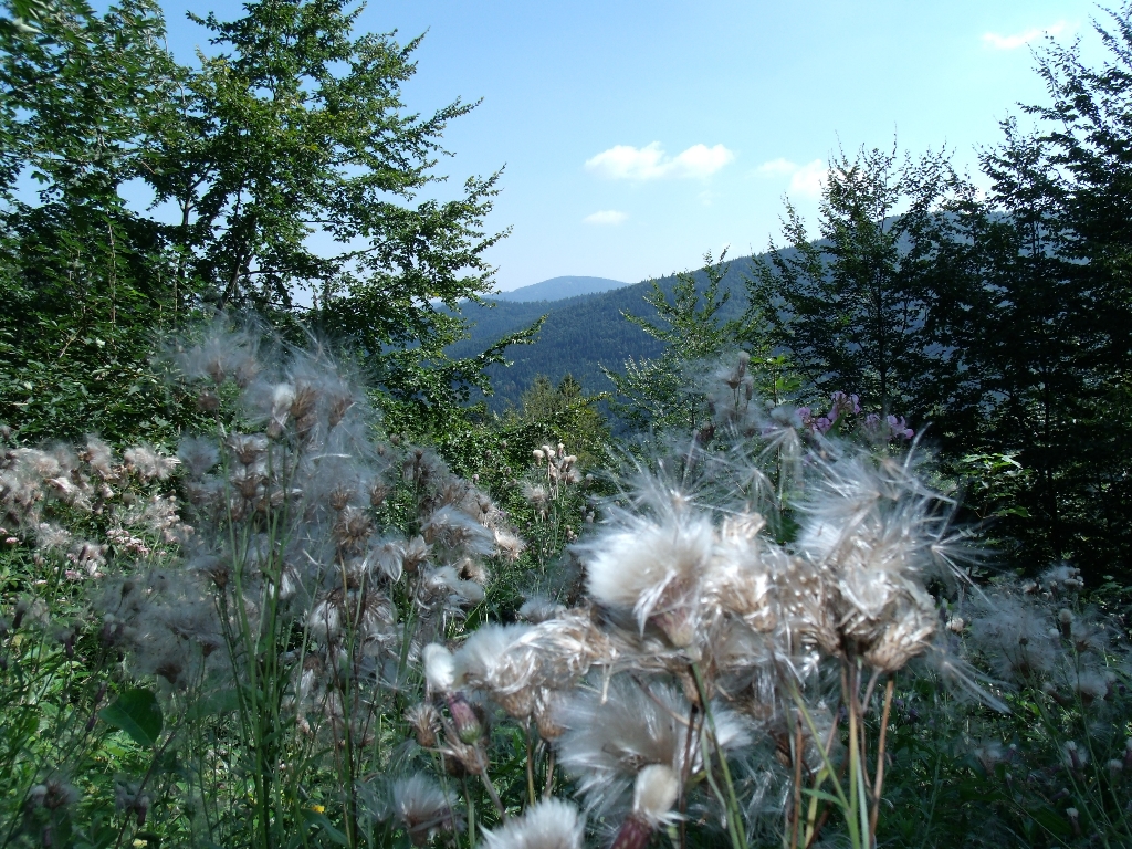 ../Images/Gedc0535.jpg