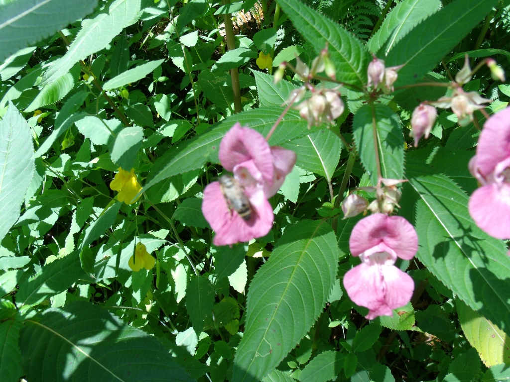 ../Images/Gedc0540.jpg